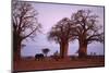 Elephant among Trees-DLILLC-Mounted Photographic Print