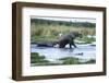 Elephant and Baby Crossing Okavango Delta River Botswana, Africa-Sheila Haddad-Framed Photographic Print