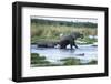 Elephant and Baby Crossing Okavango Delta River Botswana, Africa-Sheila Haddad-Framed Photographic Print