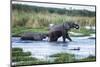 Elephant and Baby Crossing Okavango Delta River Botswana, Africa-Sheila Haddad-Mounted Photographic Print