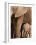 Elephant and Baby (Loxodonta Africana), Addo Elephant National Park, Eastern Cape, South Africa-Ann & Steve Toon-Framed Photographic Print