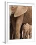 Elephant and Baby (Loxodonta Africana), Addo Elephant National Park, Eastern Cape, South Africa-Ann & Steve Toon-Framed Photographic Print