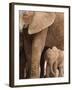 Elephant and Baby (Loxodonta Africana), Addo Elephant National Park, Eastern Cape, South Africa-Ann & Steve Toon-Framed Photographic Print