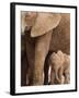 Elephant and Baby (Loxodonta Africana), Addo Elephant National Park, Eastern Cape, South Africa-Ann & Steve Toon-Framed Photographic Print