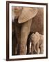 Elephant and Baby (Loxodonta Africana), Addo Elephant National Park, Eastern Cape, South Africa-Ann & Steve Toon-Framed Photographic Print