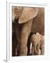 Elephant and Baby (Loxodonta Africana), Addo Elephant National Park, Eastern Cape, South Africa-Ann & Steve Toon-Framed Photographic Print