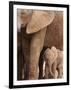 Elephant and Baby (Loxodonta Africana), Addo Elephant National Park, Eastern Cape, South Africa-Ann & Steve Toon-Framed Photographic Print