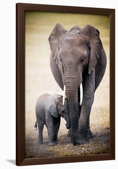 Elephant and Baby-null-Framed Poster