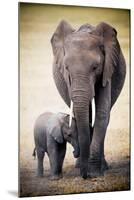 Elephant and Baby-null-Mounted Poster