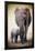 Elephant and Baby-null-Framed Poster