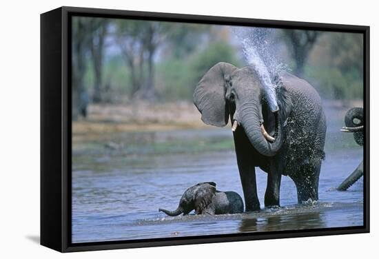 Elephant and Calf Cooling Off in River-Paul Souders-Framed Stretched Canvas