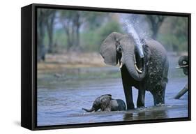 Elephant and Calf Cooling Off in River-Paul Souders-Framed Stretched Canvas