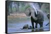 Elephant and Calf Cooling Off in River-Paul Souders-Framed Stretched Canvas