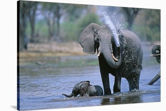 Elephant and Calf Cooling Off in River-Paul Souders-Stretched Canvas