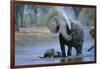 Elephant and Calf Cooling Off in River-Paul Souders-Framed Photographic Print