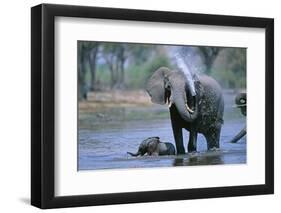 Elephant and Calf Cooling Off in River-Paul Souders-Framed Photographic Print