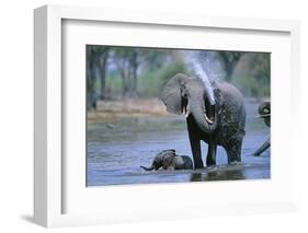 Elephant and Calf Cooling Off in River-Paul Souders-Framed Photographic Print