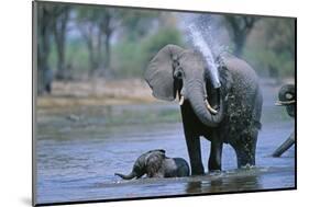 Elephant and Calf Cooling Off in River-Paul Souders-Mounted Photographic Print