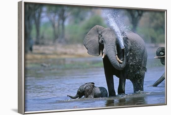 Elephant and Calf Cooling Off in River-Paul Souders-Framed Photographic Print