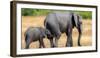 Elephant and calf, Hwange National Park, Zimbabwe, Africa-Karen Deakin-Framed Premium Photographic Print