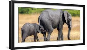 Elephant and calf, Hwange National Park, Zimbabwe, Africa-Karen Deakin-Framed Photographic Print