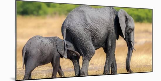 Elephant and calf, Hwange National Park, Zimbabwe, Africa-Karen Deakin-Mounted Photographic Print