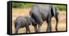 Elephant and calf, Hwange National Park, Zimbabwe, Africa-Karen Deakin-Framed Stretched Canvas