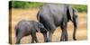 Elephant and calf, Hwange National Park, Zimbabwe, Africa-Karen Deakin-Stretched Canvas