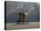 Elephant And Dog Sit Under The Rain-Mike_Kiev-Stretched Canvas