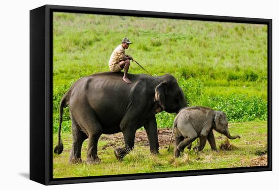 Elephant and Mahout, Kaziranga, Assam, India, Asia-Bhaskar Krishnamurthy-Framed Stretched Canvas