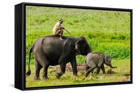Elephant and Mahout, Kaziranga, Assam, India, Asia-Bhaskar Krishnamurthy-Framed Stretched Canvas