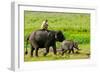 Elephant and Mahout, Kaziranga, Assam, India, Asia-Bhaskar Krishnamurthy-Framed Photographic Print