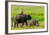 Elephant and Mahout, Kaziranga, Assam, India, Asia-Bhaskar Krishnamurthy-Framed Photographic Print