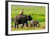 Elephant and Mahout, Kaziranga, Assam, India, Asia-Bhaskar Krishnamurthy-Framed Photographic Print