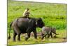 Elephant and Mahout, Kaziranga, Assam, India, Asia-Bhaskar Krishnamurthy-Mounted Photographic Print