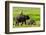 Elephant and Mahout, Kaziranga, Assam, India, Asia-Bhaskar Krishnamurthy-Framed Photographic Print