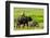 Elephant and Mahout, Kaziranga, Assam, India, Asia-Bhaskar Krishnamurthy-Framed Photographic Print