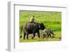 Elephant and Mahout, Kaziranga, Assam, India, Asia-Bhaskar Krishnamurthy-Framed Photographic Print