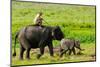 Elephant and Mahout, Kaziranga, Assam, India, Asia-Bhaskar Krishnamurthy-Mounted Photographic Print