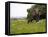 Elephant and Newly Born Calf, Chobe National Park, Botswana, Africa-Peter Groenendijk-Framed Stretched Canvas