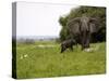 Elephant and Newly Born Calf, Chobe National Park, Botswana, Africa-Peter Groenendijk-Stretched Canvas