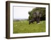 Elephant and Newly Born Calf, Chobe National Park, Botswana, Africa-Peter Groenendijk-Framed Photographic Print