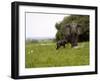 Elephant and Newly Born Calf, Chobe National Park, Botswana, Africa-Peter Groenendijk-Framed Photographic Print