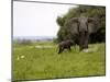 Elephant and Newly Born Calf, Chobe National Park, Botswana, Africa-Peter Groenendijk-Mounted Photographic Print