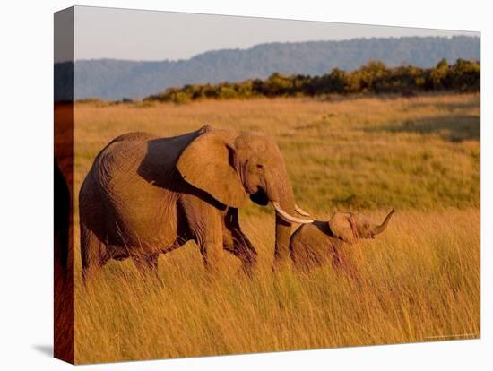 Elephant and Offspring, Masai Mara Wildlife Reserve, Kenya-Vadim Ghirda-Stretched Canvas