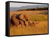 Elephant and Offspring, Masai Mara Wildlife Reserve, Kenya-Vadim Ghirda-Framed Stretched Canvas