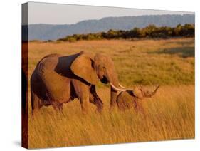 Elephant and Offspring, Masai Mara Wildlife Reserve, Kenya-Vadim Ghirda-Stretched Canvas