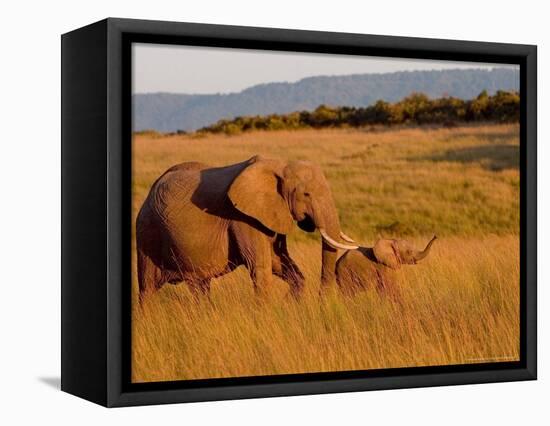 Elephant and Offspring, Masai Mara Wildlife Reserve, Kenya-Vadim Ghirda-Framed Stretched Canvas