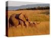 Elephant and Offspring, Masai Mara Wildlife Reserve, Kenya-Vadim Ghirda-Stretched Canvas