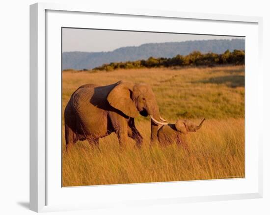 Elephant and Offspring, Masai Mara Wildlife Reserve, Kenya-Vadim Ghirda-Framed Photographic Print